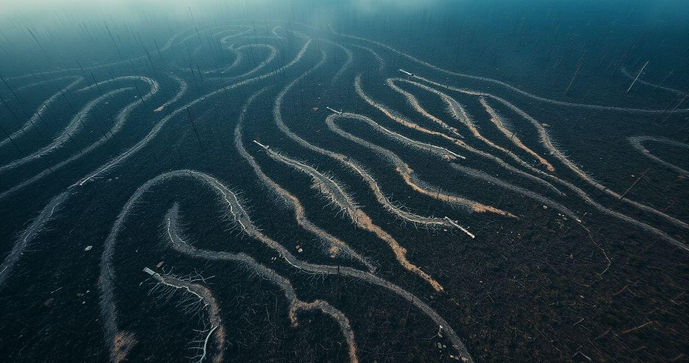 Supressão de vegetação e seu impacto ambiental no Brasil Supressão de vegetação e seu impacto ambiental no Brasil